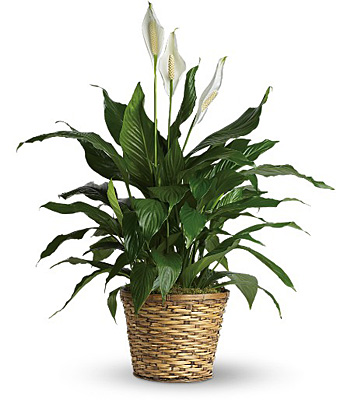 Simply Elegant Spathiphyllum  from Richardson's Flowers in Medford, NJ